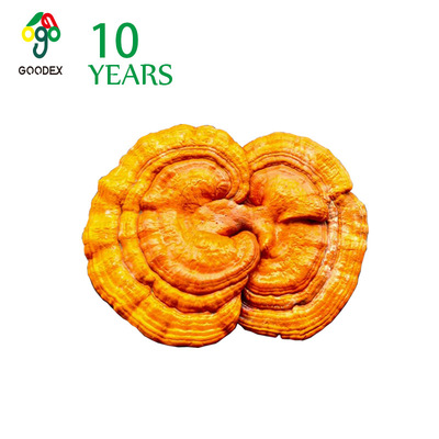 2021 Own Base Basswood culture Ganoderma The pursuit of quality,Do not spray medicine,Support Detection