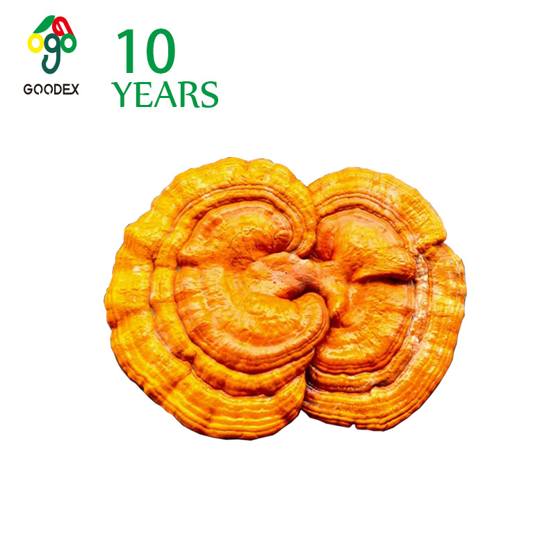 2021 Own Base Basswood culture Ganoderma The pursuit of quality,Do not spray medicine,Support Detection