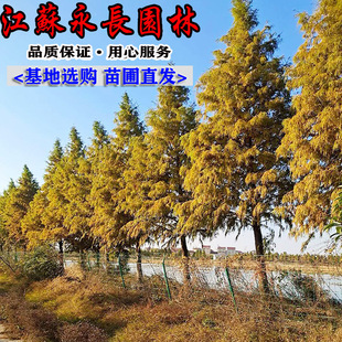 Wholesale Metasequoia Saplings, Greening Seedlings, Evergreen Courtyard Planting, Ornamental Specifications, Complete Metasequoia Saplings, Greening