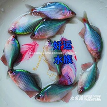 ���B��ˮ�^�p���Q�~�߲���Ƥ������ˮ�~���wС���~��ԭ��Ⱥ������