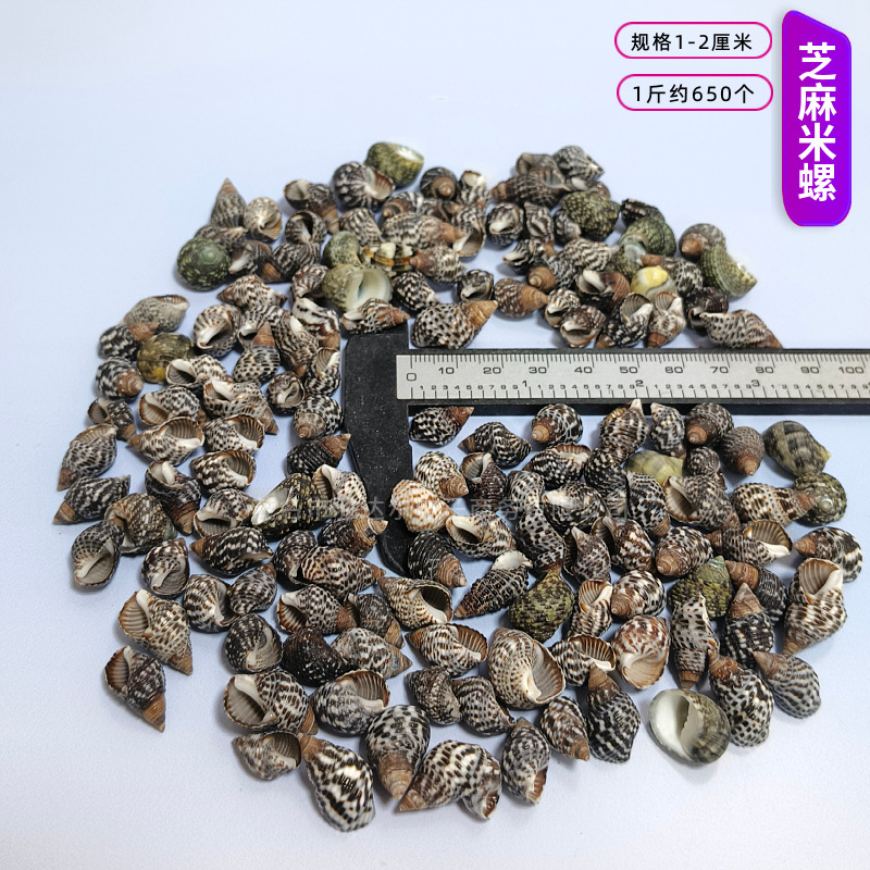 貝殻と法螺貝 1～2cmをポンド単位で販売、貝殻と砂を混ぜて手作りのDIYテーブルを製作、ドリフトボトルを製作|undefined