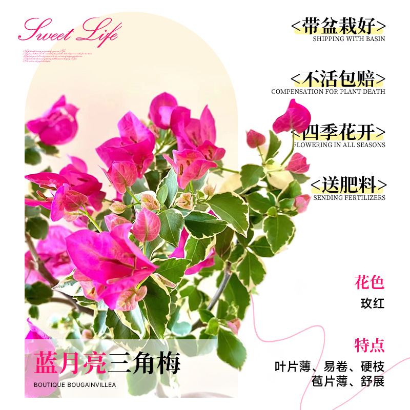 [꽃과 함께 배송되며 수령시 즉시 증정] 블루문 부겐빌레아 40-50cm