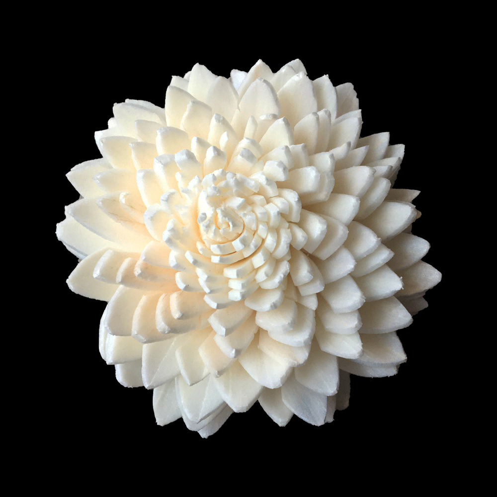 4.5cm尖叶菊