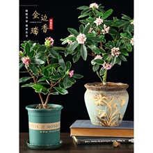 金边瑞香盆栽耐寒盆景 名贵花卉冬季开花净化空气包邮带花苞发货!