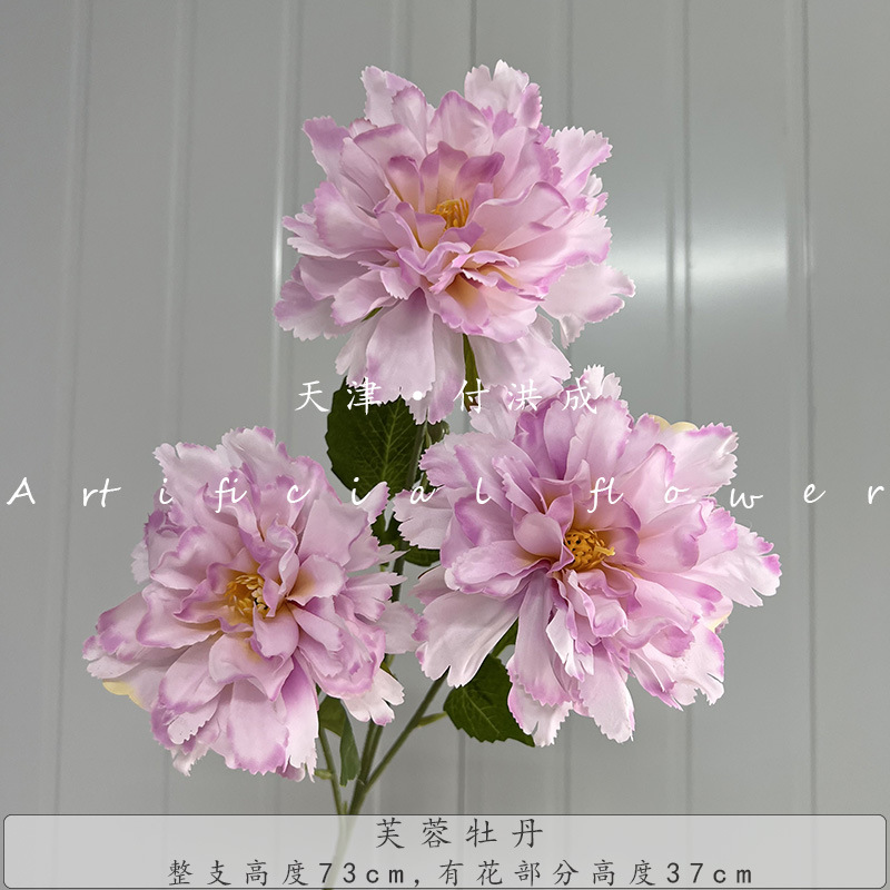 히비스커스 모란