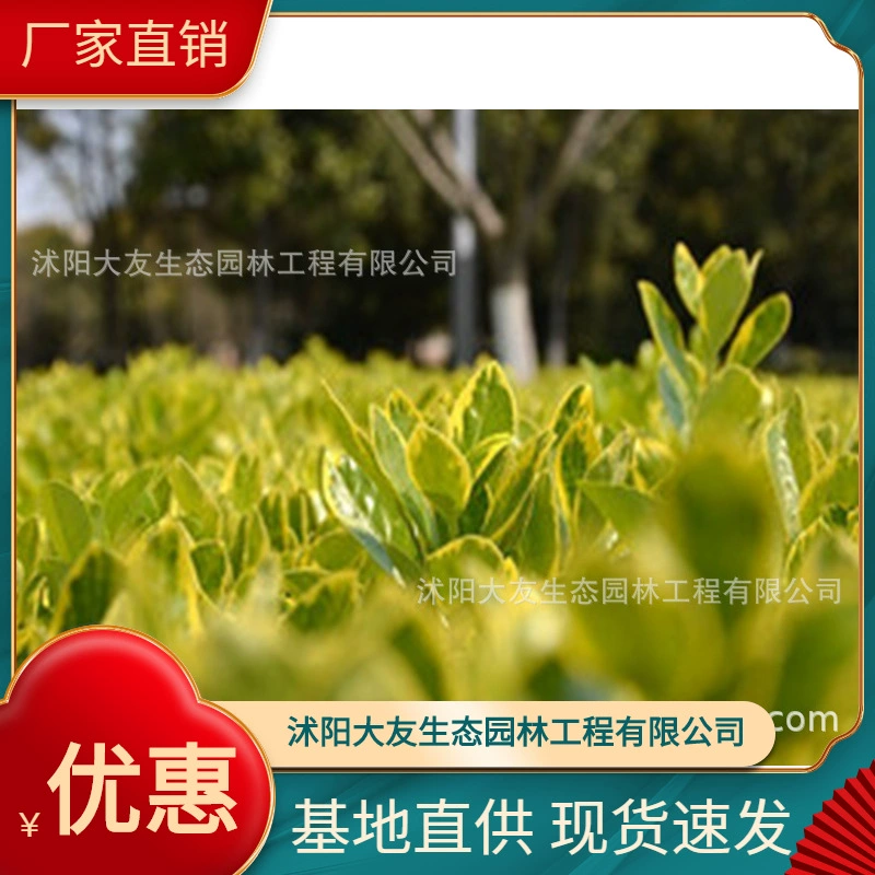 Цветок и лист Холли База Оптовая Самодельные сорта Полный Живописный район Ландшафтная инженерия Озеленение рассады