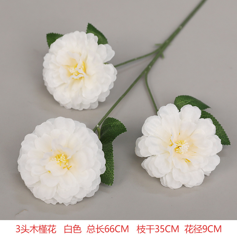 3 Hibiscus flowers white