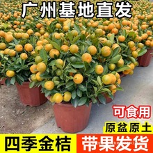 �ļ���ۘ����Ԏ����͏dֲ���辰�҃����͟Ứ�ܾGֲ���Ә���