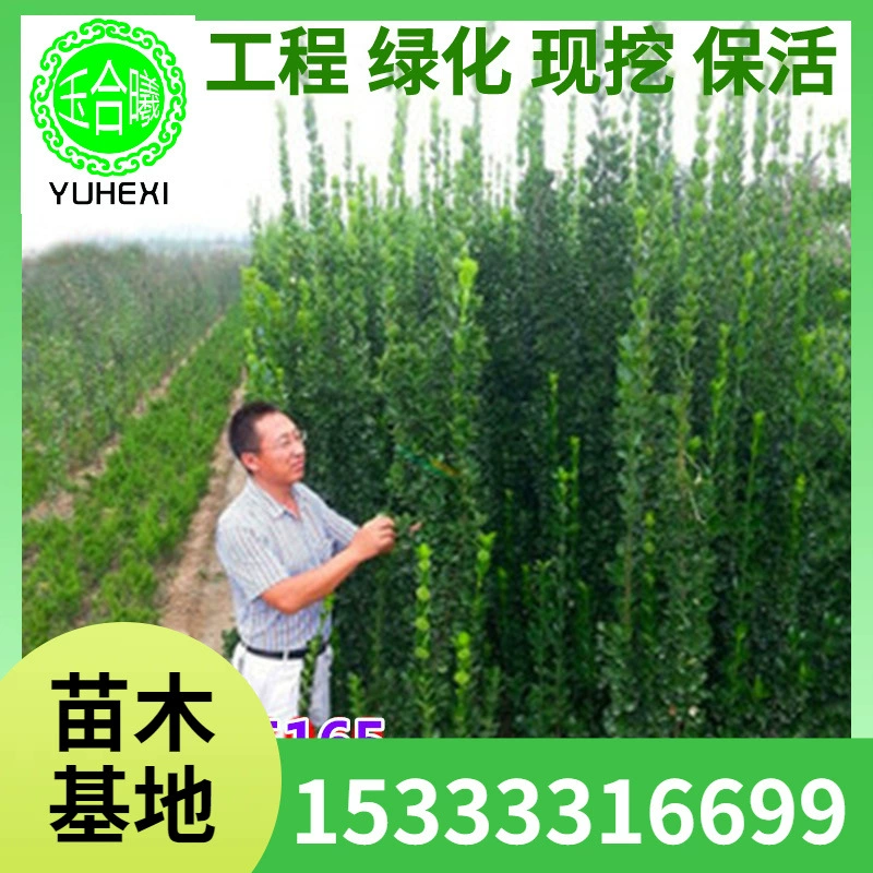 Оптовые поставки крупнолистных саженцев хвойного самшита Хоккайдо, саженцев голубики, четырехсезонных вечнозеленых живописных изгородей, посаженных на севере и юге.