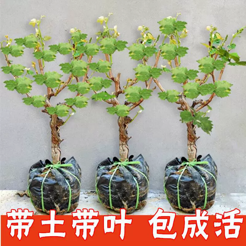 Дропшиппинг виноградных саженцев, очень больших без씨ных виноградных саженцев Kyoho Sunshine Rose, южных вьющихся виноградных растений Sapphire, северных сортов.