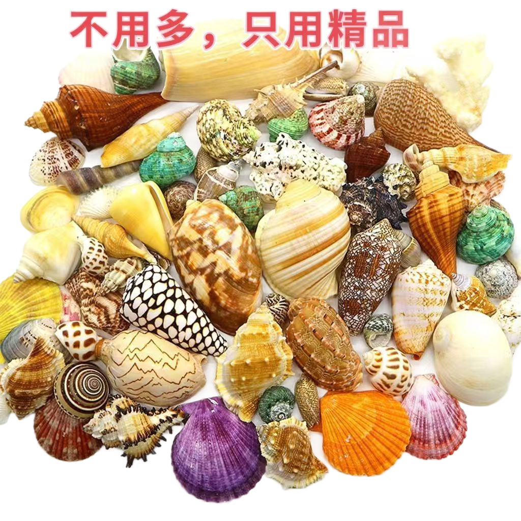 Conchas naturales, estrellas de mar, acuario, paisajismo, decoración, cangrejo de huésped, artesanía de cambio de conchas, coleccion de pequeños regalos