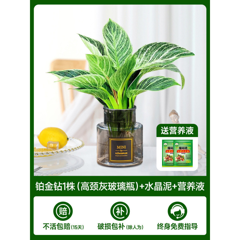 [두인 핫모델] 백금다이아몬드 1개(하이넥 그레이 유리병) + 크리스탈 머드 + 영양액 2개