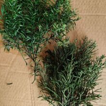 ��Ȼǧ�ӽ��֦�r��֦�S������ǧ�ӽ�ɻ����Ҿӿ͏d�b廨���~