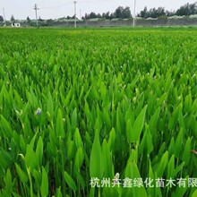 ���ش������lˮ��ֲ��ɻ��ʸ߸�ϵ�����~����ˮ̎��