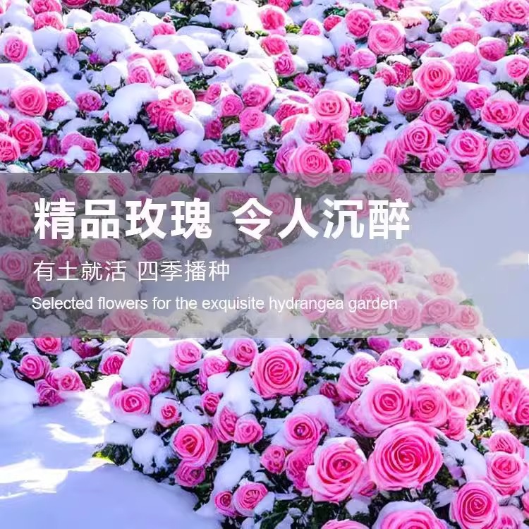 玫瑰花种子四季室内盆栽花种子各种各样易种活室外花卉绿植物花籽