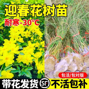 ӭ�������������B�N�Ϙ��辰�ļ�����ͥԺ����ֲ��󴺻��҃��̨