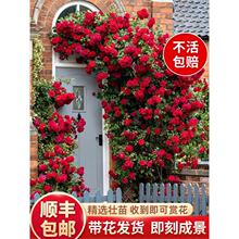 �Nޱ�����ٱ��¼�ͥԺ����ֲ���ش󻨷N�̨�����ļ��_��õ������