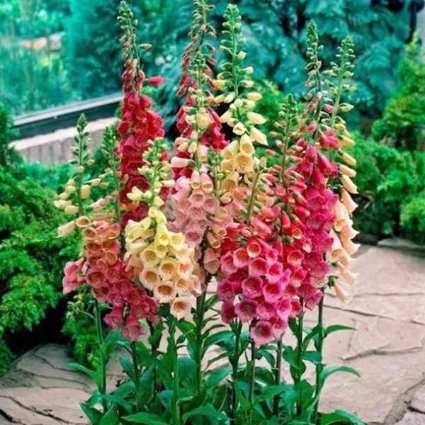 毛地黄种子 四季秋播 室内阳台盆栽易种 室外花草花种子 花籽