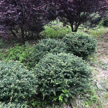 ���׶����� �Ĵ��ɶ��@�ֈ@ˇ�G���ر�ֲ����ľ �������ԾGֲ