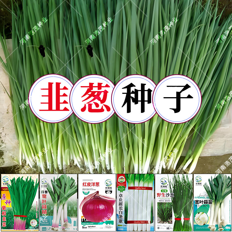 批发小香葱种子四季蔬菜盆栽长白条大紫皮沙洋葱蒜芽苗韭菜籽厂家