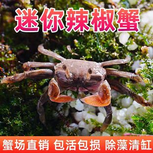 ����зС�зС�~����؛�r�[��؛����з�^�pз���w����tצ����з