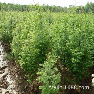 ˮɼ������~ˮɼ���� ����ɼˮ�ɘ� ����ɼ������N�G����ľ����