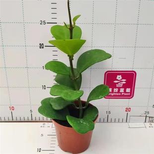 Heart-Shaped Tillandsia Gift Flower Succulent Indoor Green Plant Radiation-Resistant Easy-To-Care Small Potted Plant