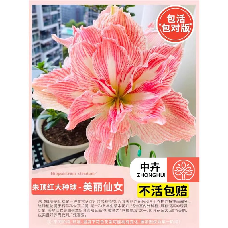 Amaryllis bulb - 'beautiful fairy' (large)