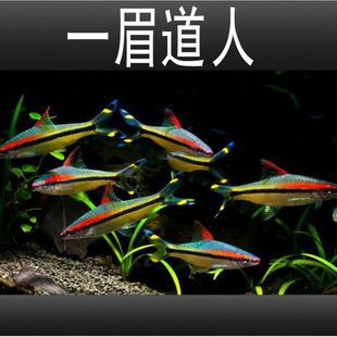 �Ꭷ��ˮ�^�p�~һü���˺�Ӱ�����S����Ⱥ���~