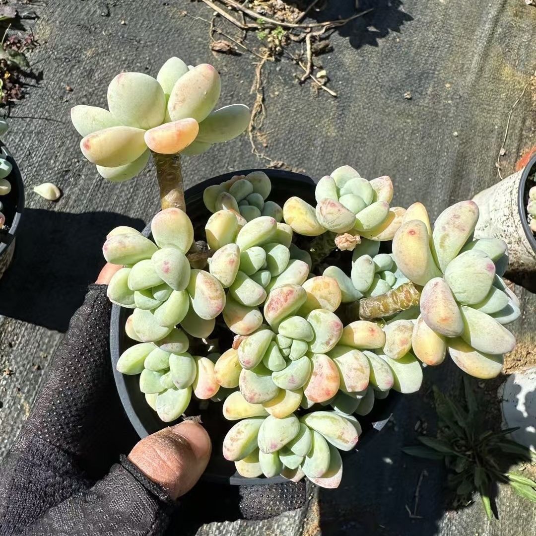 인기있는 라울은 10마리부터 시작됩니다. (화분이 있는 플라스틱 화분이 좋습니다)