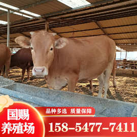四川重庆适合养殖什么样的牛 改良新品小牛苗哪个品种好纯种黄牛