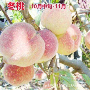 �Ҙ����޽�Ѫ���ϱ����Nֲ�ش��ҹ�������Ԯ���Y��ˮ������