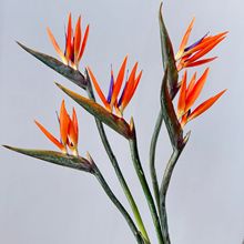 �߷��������B �Q���m�ָв��¿������B ܛ�b���滨���Դ��û��廨