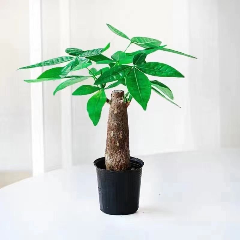 Árbol de la fortuna Planta de interior en maceta Sala de estar Planta verde resistente a la sombra Oficina Flores de escritorio Evergreen Evergreen Evergreen Evergreen Evergreen