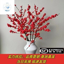 腊梅年宵花鲜花批发云南基地直发摆摊团购婚庆公司采购家庭水养