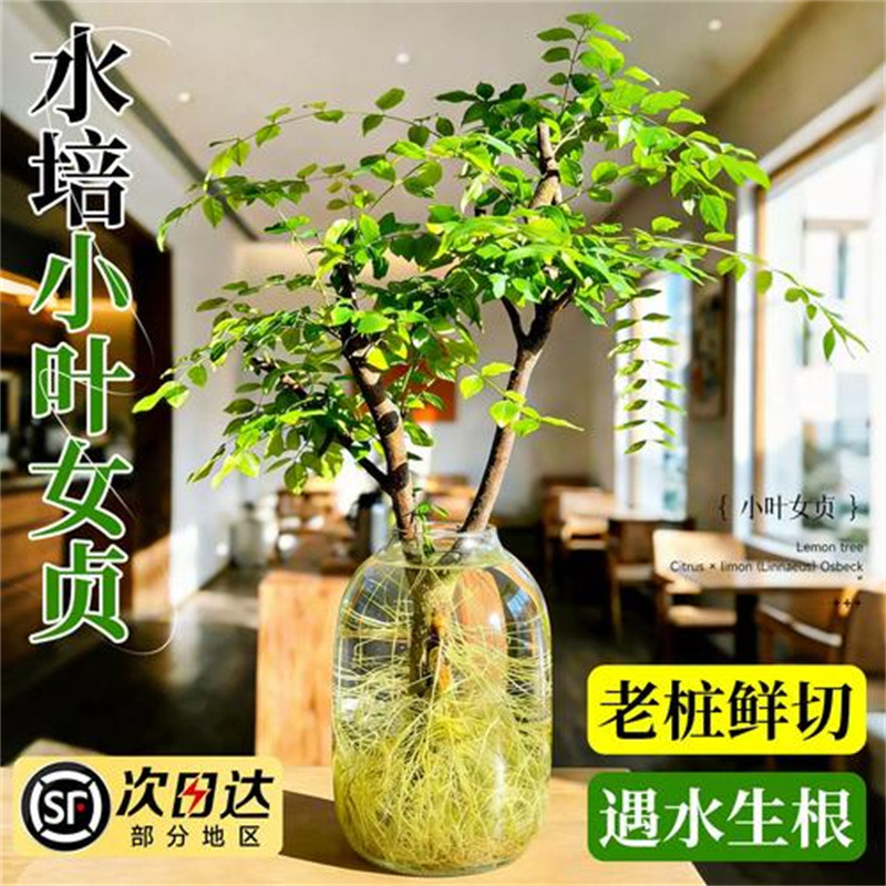 Oficina de plantas hidropónicas de Ligustrum leaflet verde sala de estar flores viejas estacas modelado de alto nivel cuatro estaciones buenas para atraer riqueza