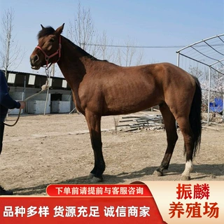 云南养马场出售蒙古马 汗血马 伊犁马 大小的骑乘马批发