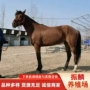 云南伊犁蒙古马