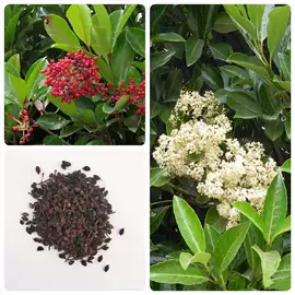 种子;草种子;草坪