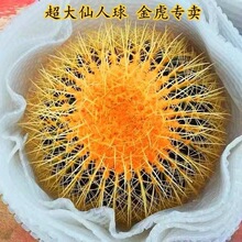 ������������������҃ȶ���ֲ����������k������Gֲ��������