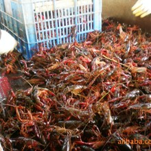 水产养殖虾苗(图).鱼虾混养技术、稻田养虾