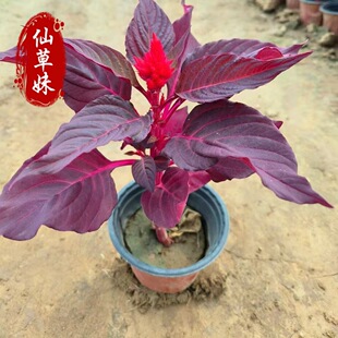 �u�ڻ��� һ֧�P���ρ��t���Ԉ@�־G���������� ���c��[���ݲݻ�