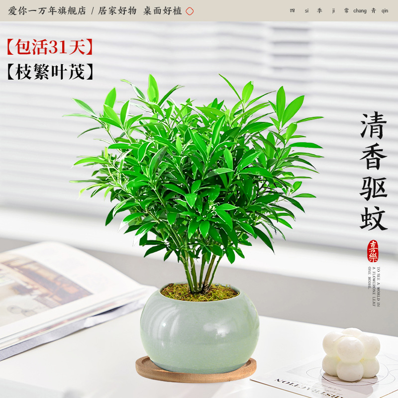 모기퇴치대나무와 편백나무 + 얼음유약 연두색 화분 + 대나무 트레이 (포장석 + 영양액 포함)