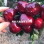 南方四川嫁接种植树苗