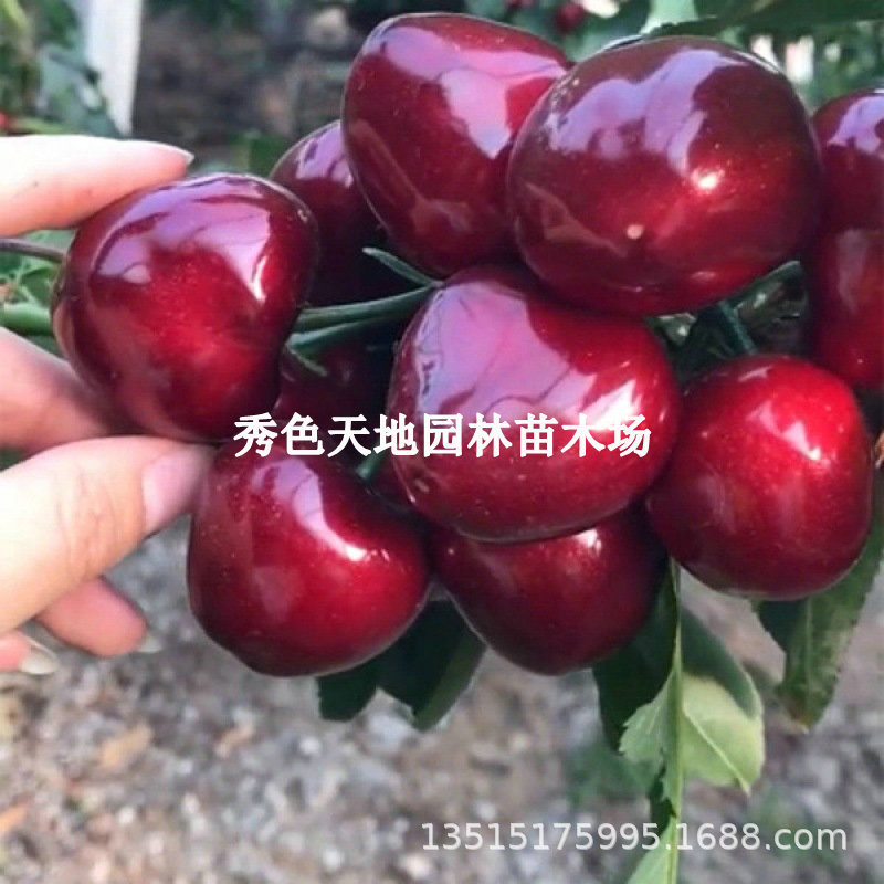 Sichuan Hanyuan Cherry Seedlings Planted in the South and Grafted Large Cherry Trees, Black Pearl Cherry Seedlings, Bear Fruit in the Same Year