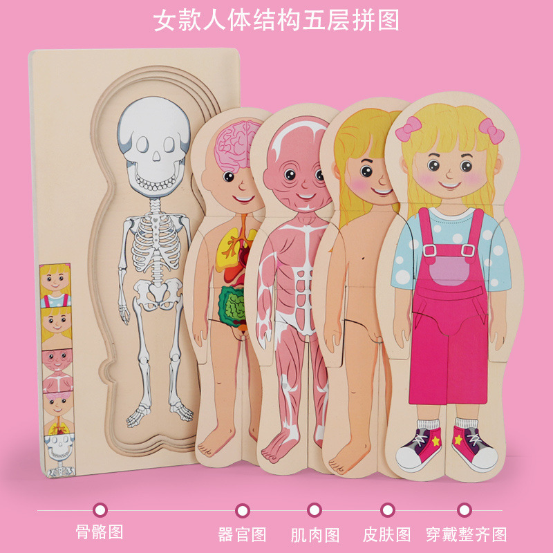 Ilustración científica de los niños estructura del cuerpo humano rompecabezas órgano anatomía hueso cognición educación temprana cuerpo vísceras rompecabezas juguete