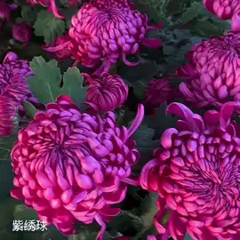 盆栽;种子;草种子