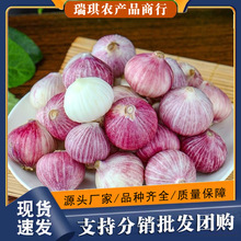 �����Ƥ���^�� ���l1/5�漢���r�����r������������Ƕ�����