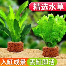 鱼缸水草植物清粪增氧沉底水榕懒人套餐养不死铺底真草坪净化水质