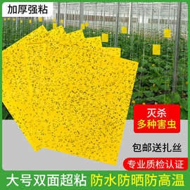苍蝇贴粘蝇纸黄板双面贴纸果蝇蚊子诱捕器农村灭苍蝇